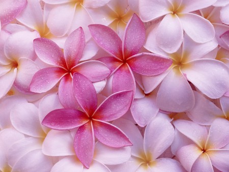 Mooie bloemen!